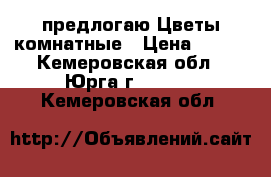 предлогаю Цветы комнатные › Цена ­ 300 - Кемеровская обл., Юрга г.  »    . Кемеровская обл.